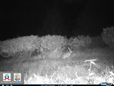 Freeze!! The Indian Hare caught by roaming around in a Tea Garden at night Thangsuanlian Naulak 01 Oct, 2020