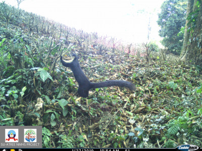 A Malayan Giant Squirrel out to see how the tea buds are coming up!! Thangsuanlian Naulak 01 Oct, 2020