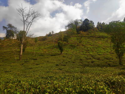 Makaibari Tea State, Kurseong Roshan Tamang 01 Oct, 2020