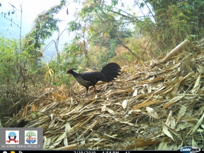 A male Kalij Pheasant Thangsuanlian Naulak 01 Oct, 2020
