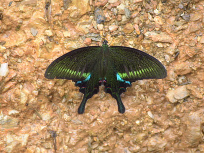 Common Peacock (Papilio bianor) Sailendra Dewan 01 Oct, 2020