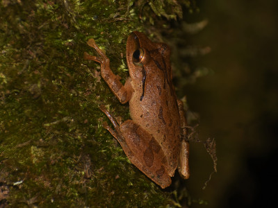 Polypedates himalayanus Roshan Tamang 01 Oct, 2020