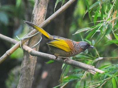 Chestnut-crowned Laughingthrush Bishal Thakuri 01 Oct, 2020