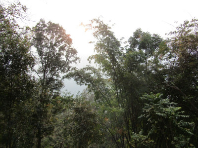 Secondary forest habitat in Makaibari T.E. Aditya Pradhan 30 Oct, 2020