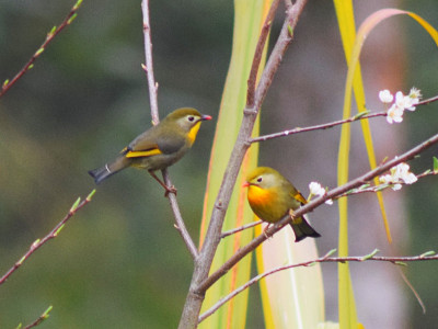 Red-billed Leiothrix (CITES Appendix-II species) Bishal Thakuri 01 Oct, 2020