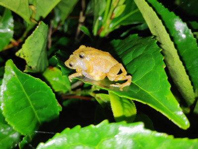 Raorchestes annandalii ( Annandale's bush frog, Himalaya bubble-nest frog, or Himalaya foam nest frog) Roshan Tamang 01 Oct, 2020