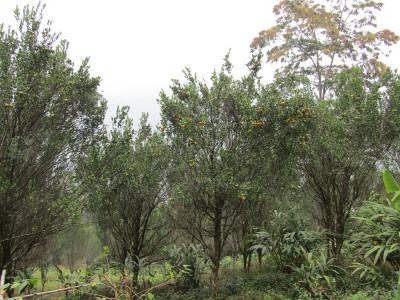 Mandarin orange trees in Godak Aditya Pradhan 30 Oct, 2020