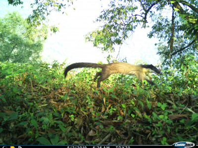 Yellow throated Marten Thangsuanlian Naulak 01 Oct, 2020