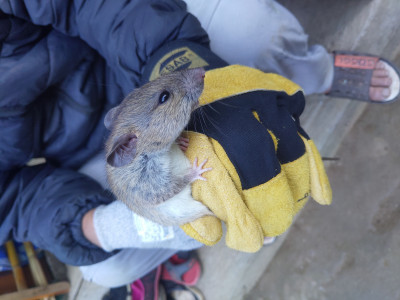 Rat caught in Sherman trap Thangsuanlian Naulak 11 Dec, 2020