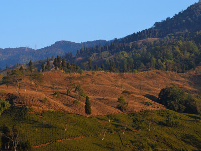Early morning in Selimbong T.E. Aditya Pradhan 30 Oct, 2020