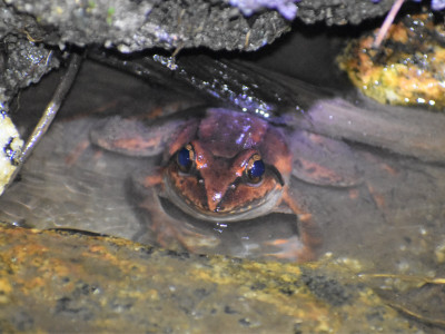 Nanorana liebigii (Sikkim paa frog, Liebig's paa frog, Liebig's frog) Roshan Tamang 01 Oct, 2020