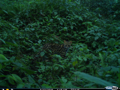 Leopard Cat Thangsuanlian Naulak 01 Oct, 2020