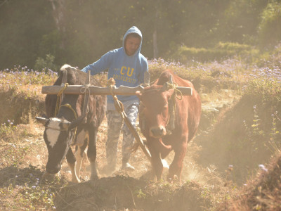 Ploughing a field for rice cultivation Sailendra Dewan 01 Oct, 2020