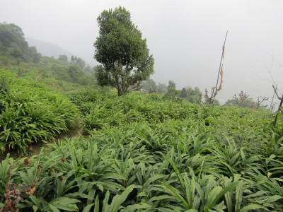 LCAS in Upper Tangta Aditya Pradhan 30 Oct, 2020