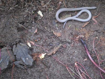 Trachischium guetheri and bufo under the same stone Roshan Tamang 30 Sep, 2020