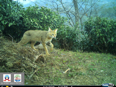 Jungle Cat Thangsuanlian Naulak 01 Oct, 2020