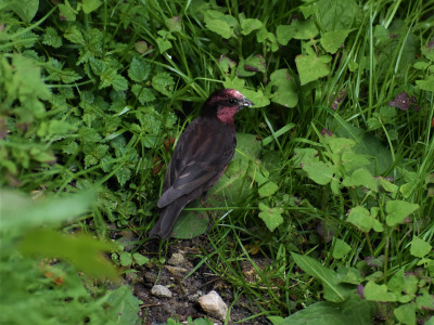 Dark-breasted Rosefinch Bishal Thakuri 01 Oct, 2020