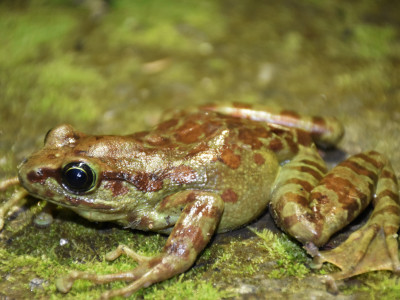 Amolops himalayanus sighted during Natures camp 2019 at Hee Gyathang, Dzongu, North Sikkim Roshan Tamang 30 Sep, 2020