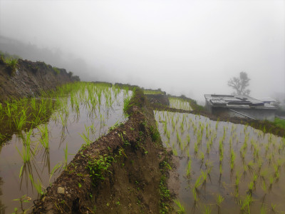 Paddy field during the early stage of paddy plantation( Tumin, East Sikkim) Roshan Tamang 01 Oct, 2020