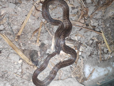 Oligodon juglandifer  (Walnut kukri snake)_((Vulnerable (IUCN 3.1)) Roshan Tamang 01 Oct, 2020