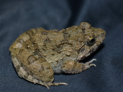 Minervarya teraiensis also  known as Terai wart frog which is mostly found in paddy fields Roshan Tamang 01 Oct, 2020