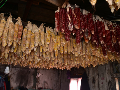 Maize Varieties Sailendra Dewan 01 Oct, 2020