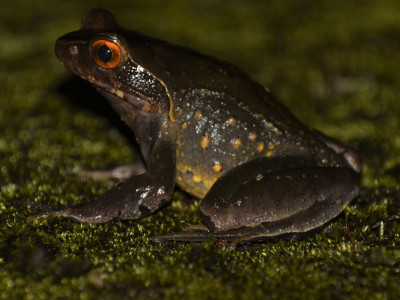 Megophrys robusta Roshan Tamang 01 Oct, 2020