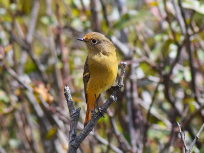 Guldenstadt's Redstart Bishal Thakuri 01 Oct, 2020
