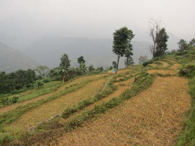 Paddy field after harvest in Godak Aditya Pradhan 30 Oct, 2020