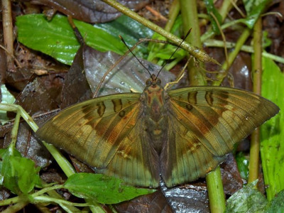 Bronze Duke (Euthalia nara) Sailendra Dewan 01 Oct, 2020