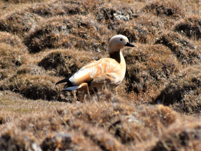 Ruddy Shelduck (Migratory water bird) Bishal Thakuri 01 Oct, 2020