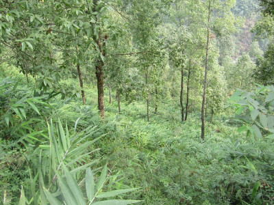 Large Cardamom cultivation in Upper Chisang Aditya Pradhan 30 Oct, 2020