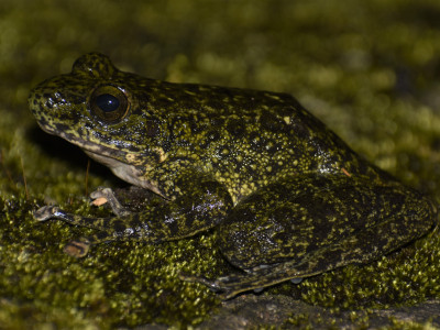Amolops marmoratus (Marbled sucker frog, Marbled cascade frog, Pegu torrent frog) Roshan Tamang 01 Oct, 2020